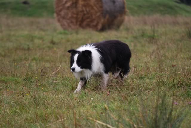 0911chili_2.jpg