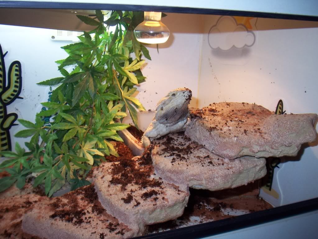 Beardie constantly digging Reptile Forums