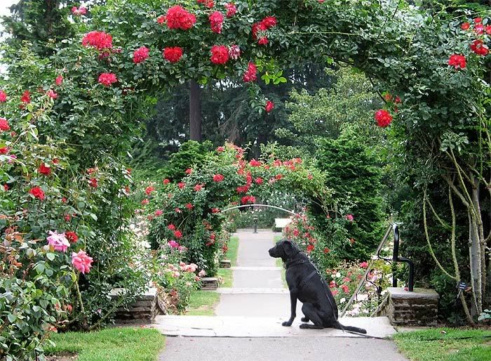 rose-garden.jpg Rose Garden - Portland, Oregon image by corayockers