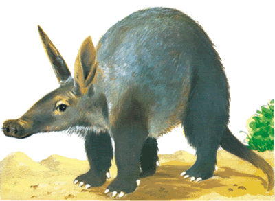 aardvark-info0.gif