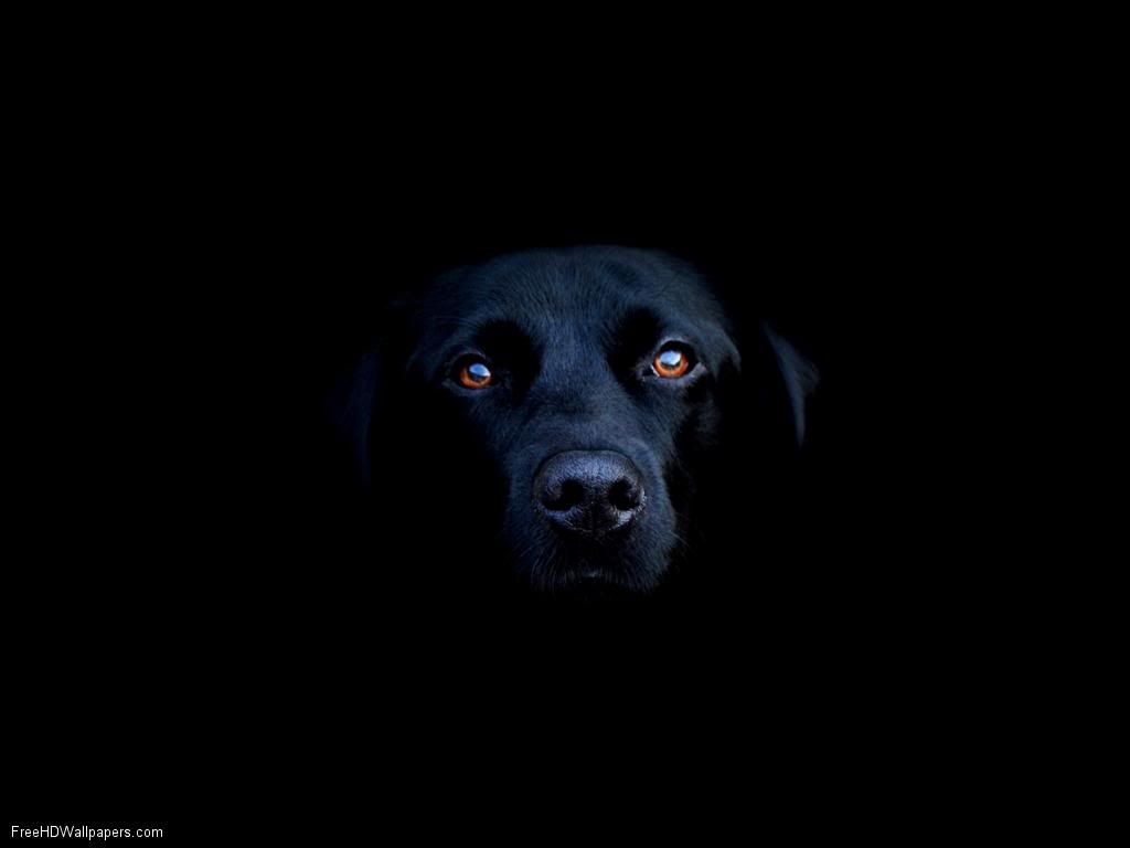 Black Lab Pictures, Images and Photos