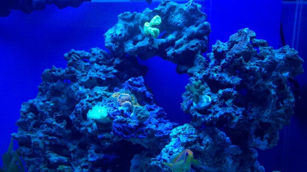 corals090112.jpg