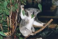 Sydney, Australia (2000) || How hard is it to catch a koala so awakening, eating his eucalyptus leaves and looking right into my camera? It's not that hard really, but it's a good shot, I thought. Traveled with Robbie in this trip.