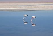 San Pedro de Atacama, Chile (2009) | This is taken in the Salar de Atacama, aka the Salt Lake of Atacama Desert. The two flamingos are eating away whatever they are eating. Look at that reflection, just a brilliant sight.