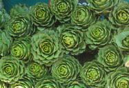 Valparaiso, Chile (2009) | In the same farmer's market, just to make a contrast, here's a photo of the artichokes being sold there. The color are so vivid.
