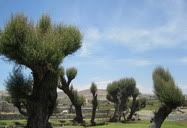 Arequipa, Peru (2009) || Joined a local tour in Arequipa, it visited a wheat mill. This garden with some strange looking tree is inside that mill plant. It reminds me of a Tim Burton's movie.