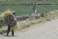 Colca Canyon, Peru (2009) | I was on a local tour to visit the Colca Canyon, along the way there is this area where land had collapsed (from previous earthquake), our bus drove by this place, and as we continued on the bumpy road, I spot this local farmer carrying his straws at the side of the road. Life is so different than the one I knew it here.
