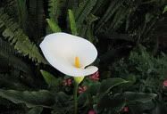 Arequipa, Peru (2009) | A flower in Convent de Santa Catalina in the city of Arequipa.