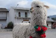 Colca Canyon Region, Peru (2009) | An alpaca.
