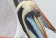Valparaiso, Chile (2009) | Colorful pelicans at the fish market between Valparaiso and Vina Del Mar.