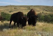 Rapid City, South Dakota, United States (2008) || Bison in the Custer State Park, SD. Travelled with Richard on this wonderful and memorable trip to the West.