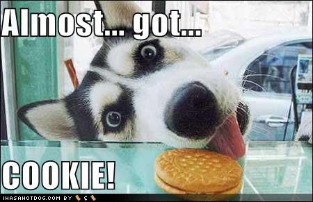 http://i652.photobucket.com/albums/uu249/burntace_skins/Random%20Macros%20and%20gifs/almost-got-cookie-loldogs-funny-pic.jpg