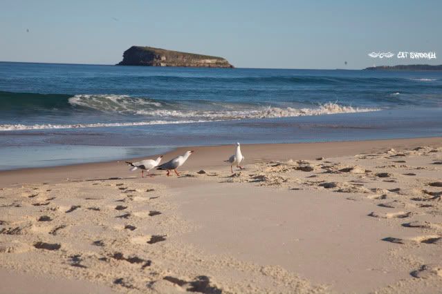 beach   and seagulls photo: Seagulls IMG_8354.jpg